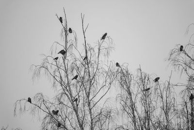 Low angle view of silhouette birds on bare tree against clear sky