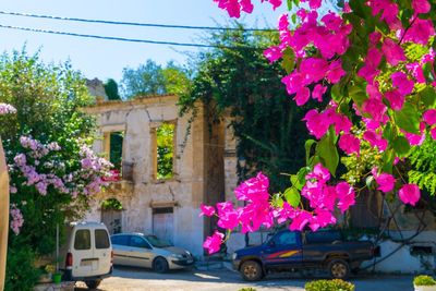 Pink flowering plants by car against trees