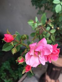 Close-up of pink flowers blooming outdoors