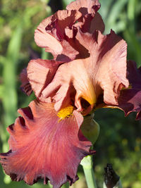 Close-up of wilted flower plant