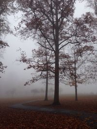 Trees in foggy weather