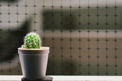 Close-up of potted plant