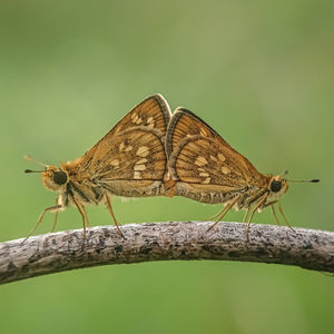 Close-up of butterfly