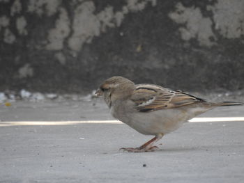 Close-up of bird eating