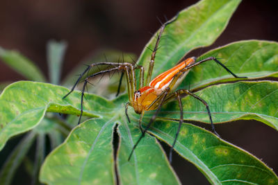 Close-up of insect on leaf