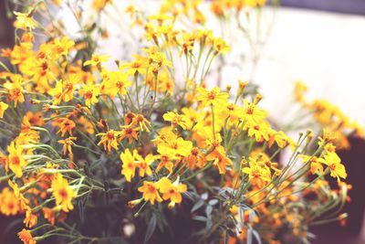 Close-up of yellow flowering plant