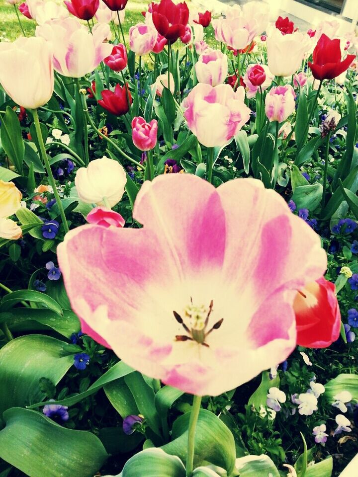 flower, petal, freshness, flower head, fragility, pink color, growth, beauty in nature, tulip, blooming, nature, leaf, plant, close-up, pink, in bloom, blossom, high angle view, green color, day