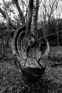 Close-up of bare tree in forest