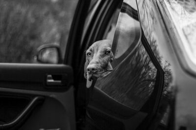 Vizsla looking through open car door