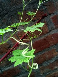 Close-up of plant against wall