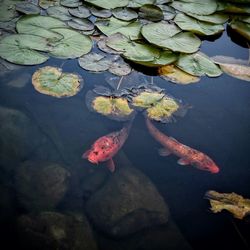 High angle view of leaves floating on lake