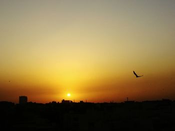 Silhouette of birds flying over sunset