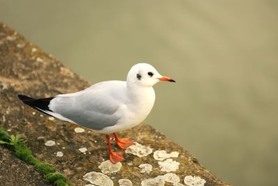 Close-up of seagull perching on rock