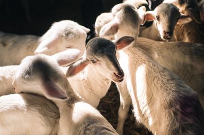 Sheep in shed