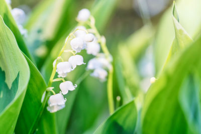 Close-up of white flowering plant