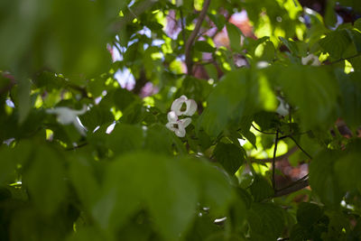 Close-up of flowering plant against tree