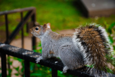 Close-up of squirrel