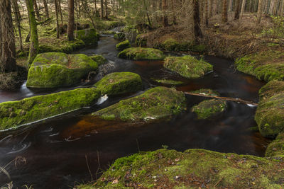 Stream flowing through rocks in forest