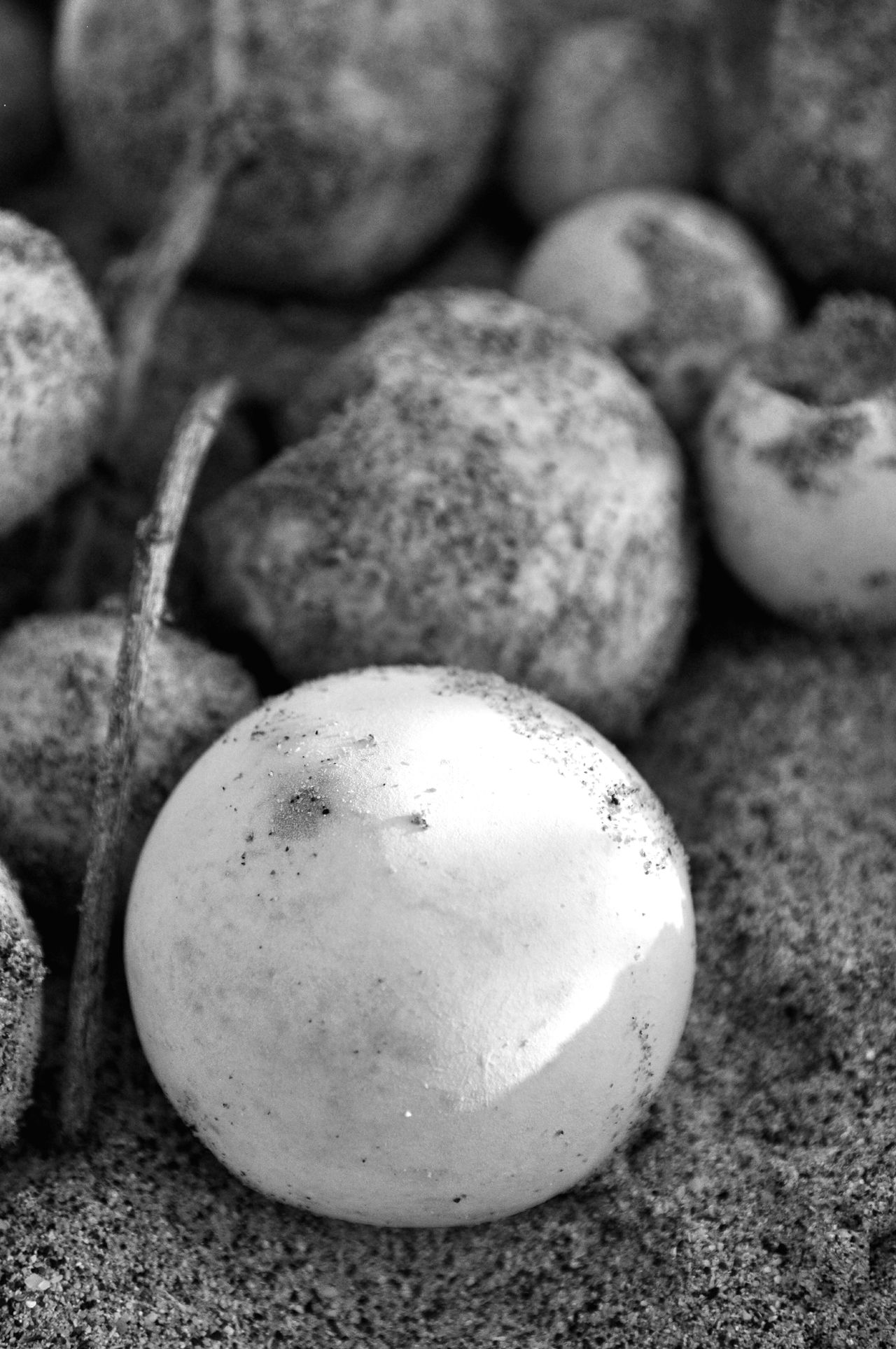 Sea turtle egg