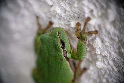 Close-up of lizard on leaf