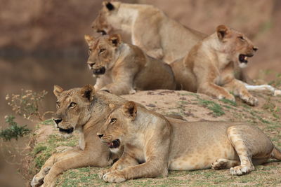 Close-up of lions on rock