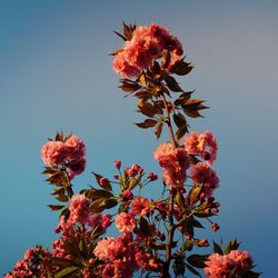 Low angle view of pink flowers against clear sky