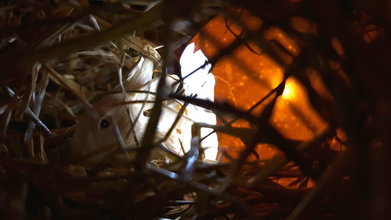 indoors, close-up, animal themes, bird, selective focus, no people, sunlight, nature, orange color, sunset, focus on foreground, one animal, dry, day, low angle view, animals in the wild, branch, leaf, wood - material