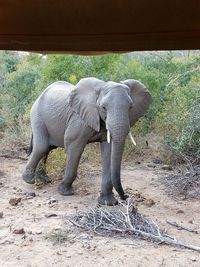 View of elephant in zoo