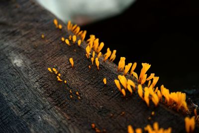 Close-up of orange leaf on wood