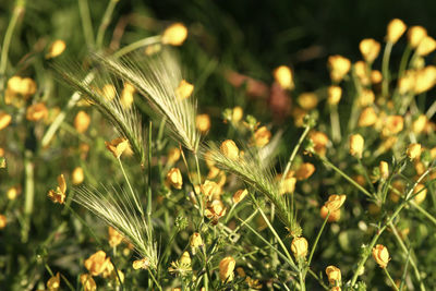 Field with small yellow wild flowers and spikes