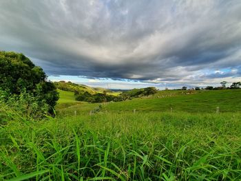 Scenic view of agricultural field against sky