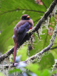 Low angle view of bird perching on tree