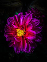 High angle view of pink flowering plant