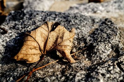 High angle view of dry leaf on land