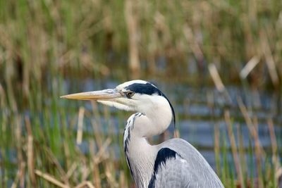 Close-up of gray heron