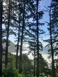 Low angle view of pine trees in forest