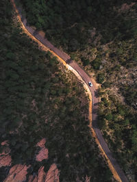 High angle view of road amidst trees