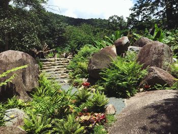 Plants on rocks by trees against sky