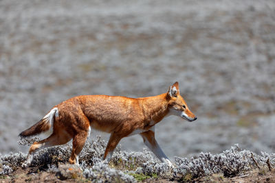 Side view of an animal