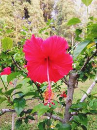 Close-up of pink flower blooming outdoors