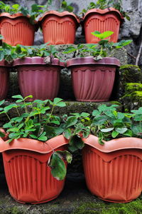 Close-up of potted plants in yard