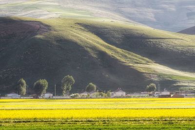 Scenic view of agricultural field