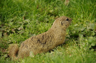 Close-up of lizard on field