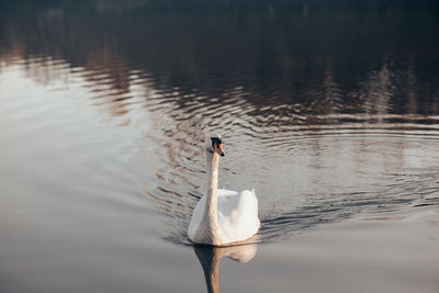 High angle view of swans swimming in lake