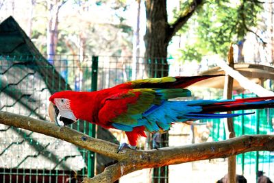 View of parrot perching on tree