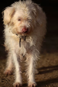 Portrait of dog sticking out tongue against black background