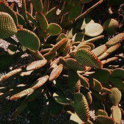 Close-up of cactus plant