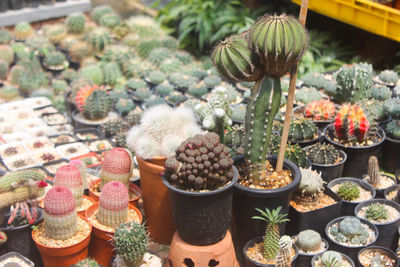 Potted plants at market stall