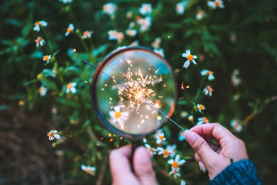 Cropped hands holding lit sparkler and magnifying glass against plants