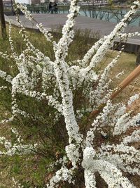 Close-up of tree by water